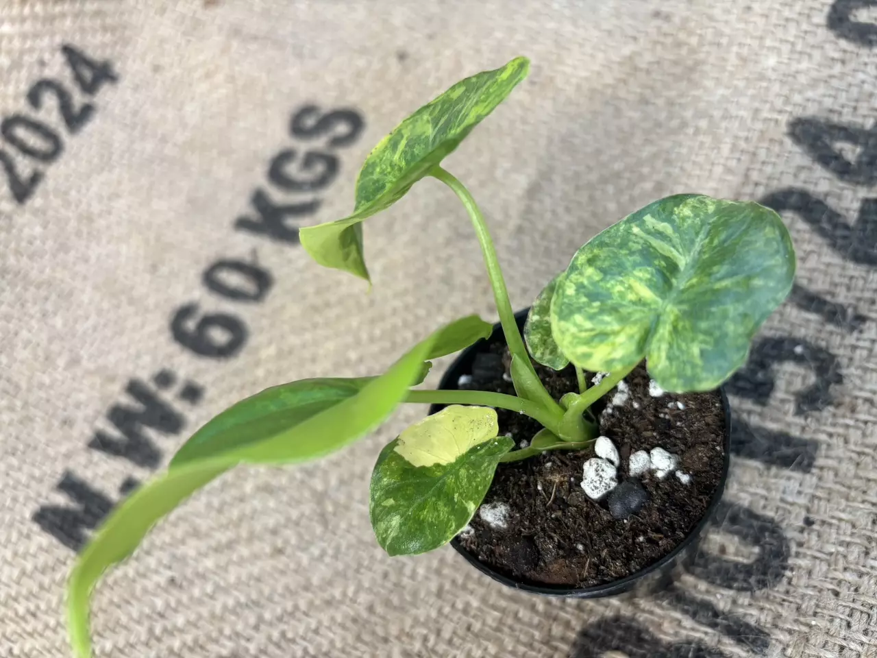 plant/Alocasia Gageana Aurea-1