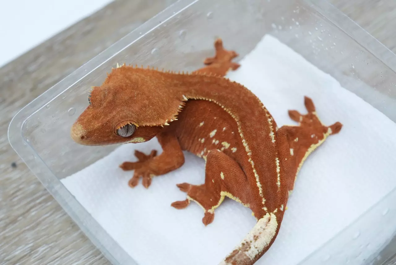 plant/280 Darth maul line red phantom female-0