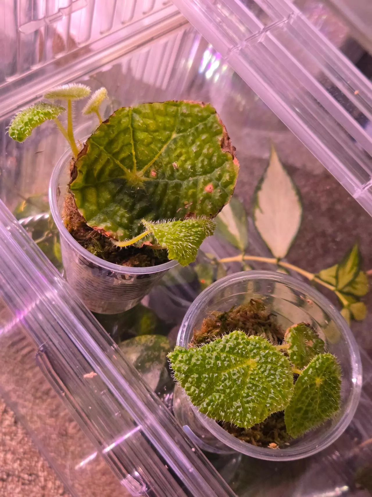 plant/Begonia Staudtii-2