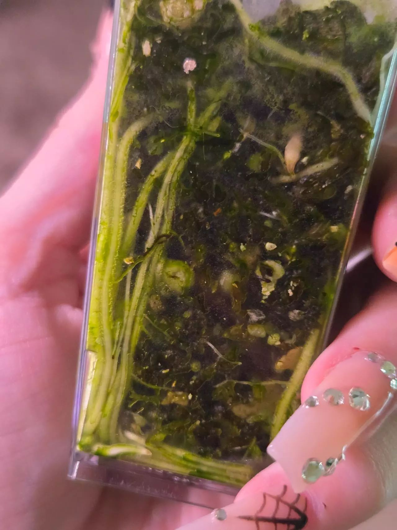 plant/Alocasia Gageana Aurea Pups-2