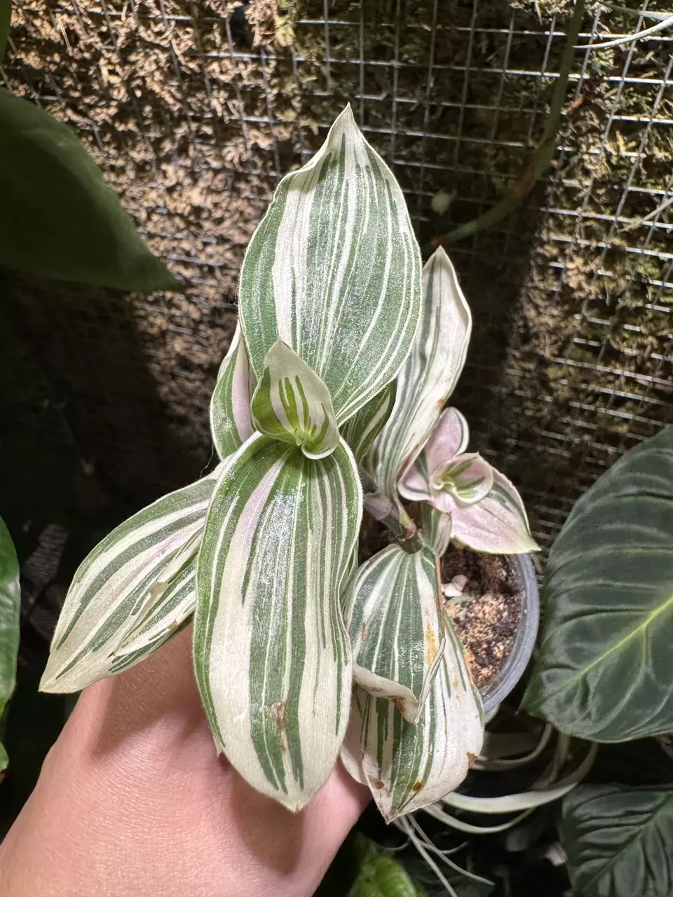 plant/Tradescantia Angel Wing-0