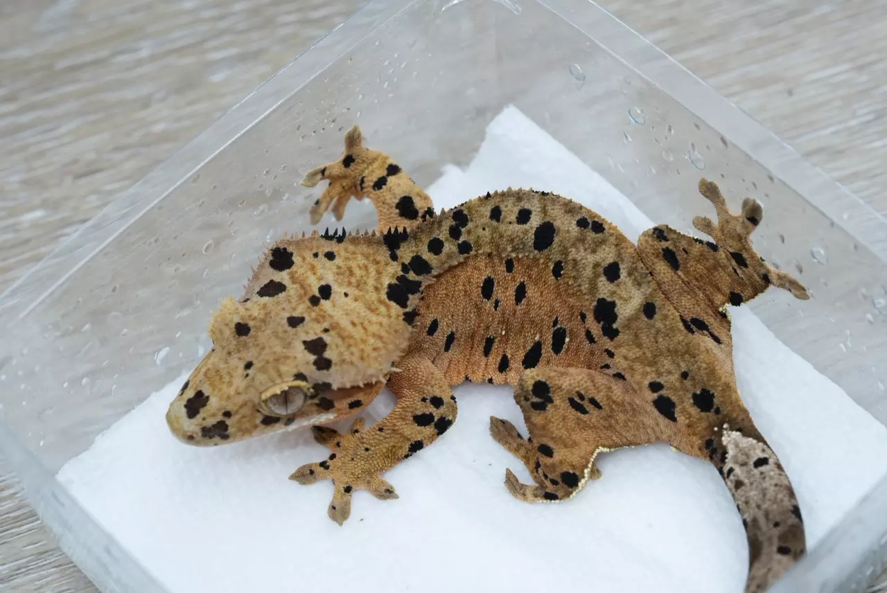 plant/P14 Archer x C2 super Dalmatian female-0