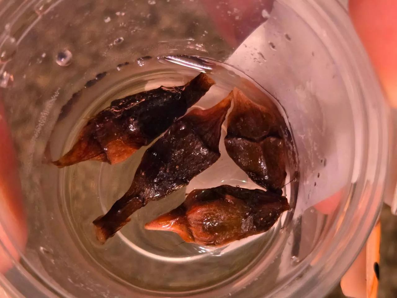 plant/X4 CORMS Aurea Pink Dragon-0