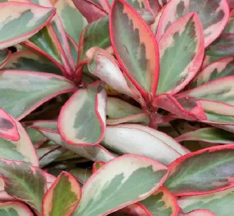 plant/Ginny Peperomia-2