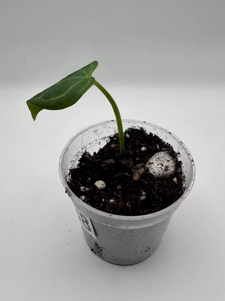 plant/Anthurium Michelle x Sargent Duke (variegated Indo Forgetti) 0488-1