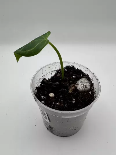 plant/Anthurium Michelle x Sargent Duke (variegated Indo Forgetti) 0488-1-thumbnail