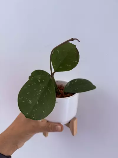 plant/Hoya Obavata splash cutting-0-thumbnail