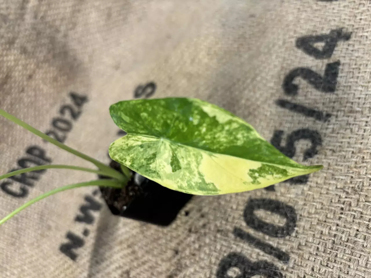 plant/Alocasia Gageana Aurea-1