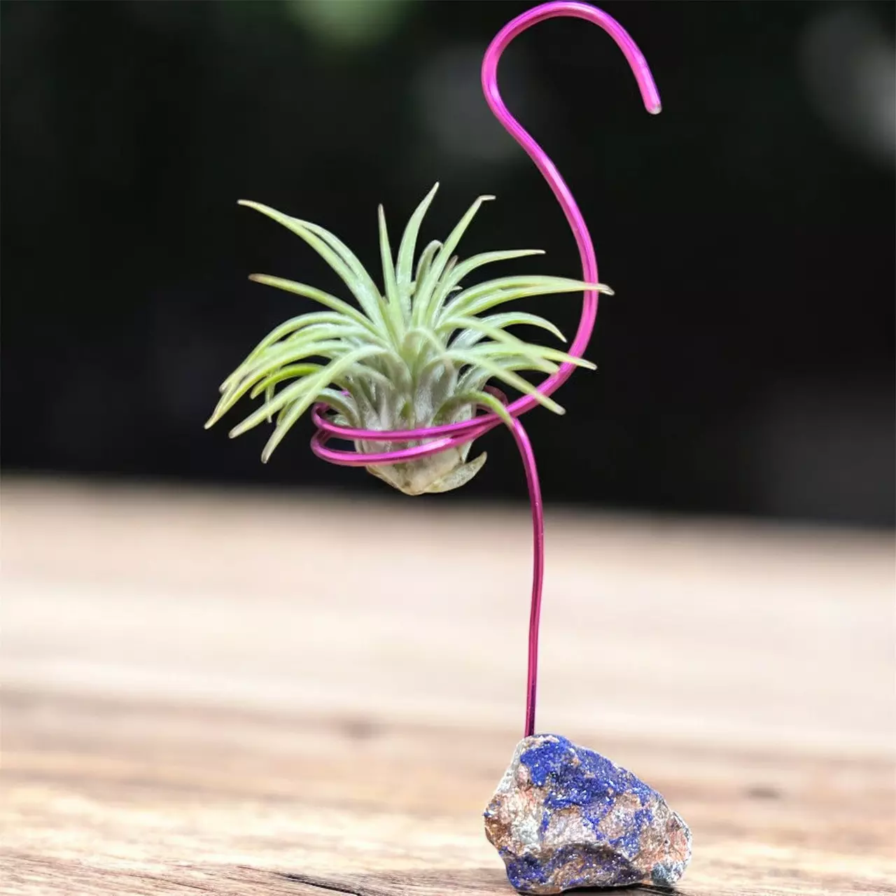 plant/Flamingo air plant holder with azurite and Tillandsia Ionantha Guatemala-0
