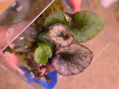 plant/Begonia Red Kiss-3-thumbnail