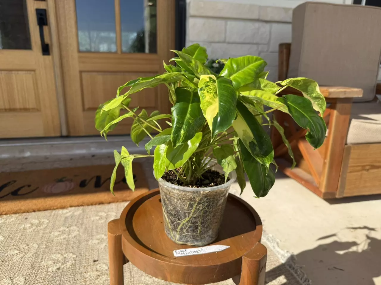 plant/Philodendron Burle Marx Mint-1