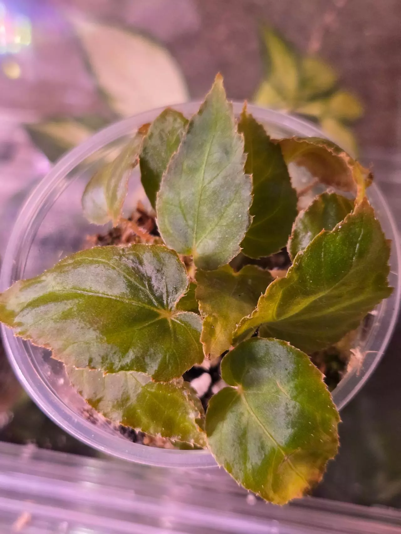 plant/Begonia Pavonina-1