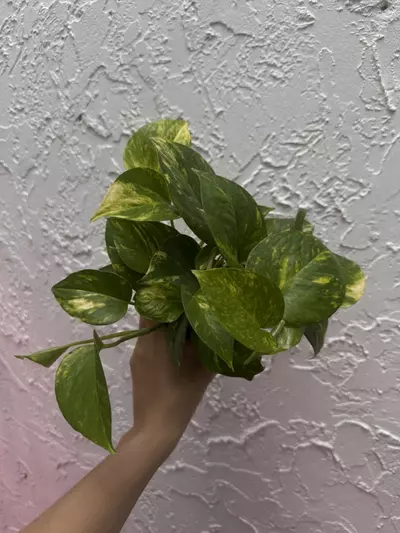 plant/Hawaiian Pothos 4 Inch Pot - Epipremnum Aureum-0-thumbnail