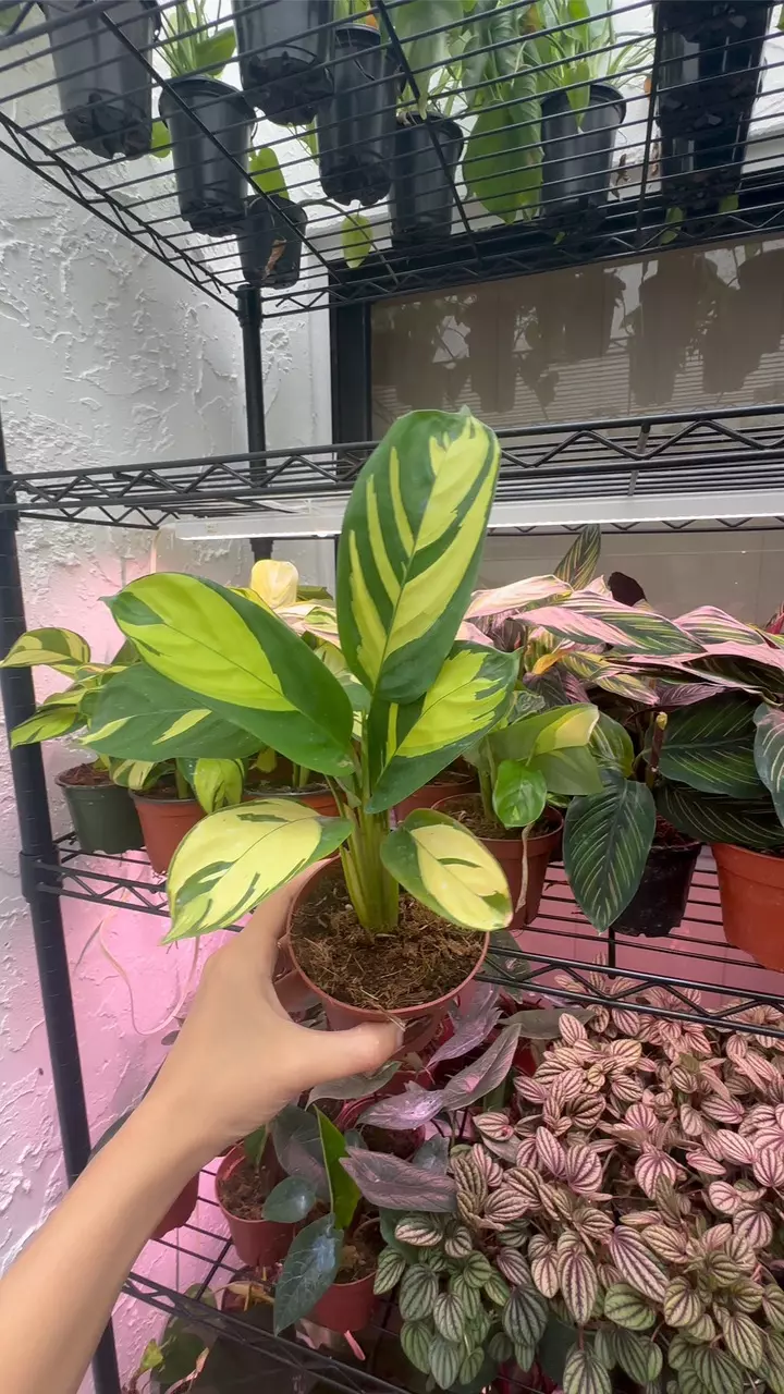 plant/Calathea Pilosa (4" Pot) - Golden Mosaic Plant-1