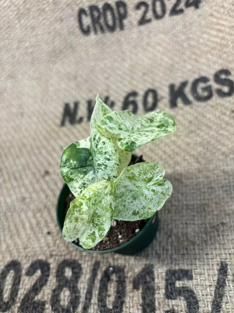 plant/Alocasia Odora Batik-4