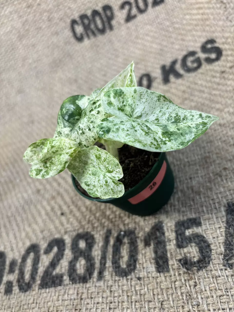 plant/Alocasia Odora Batik-0