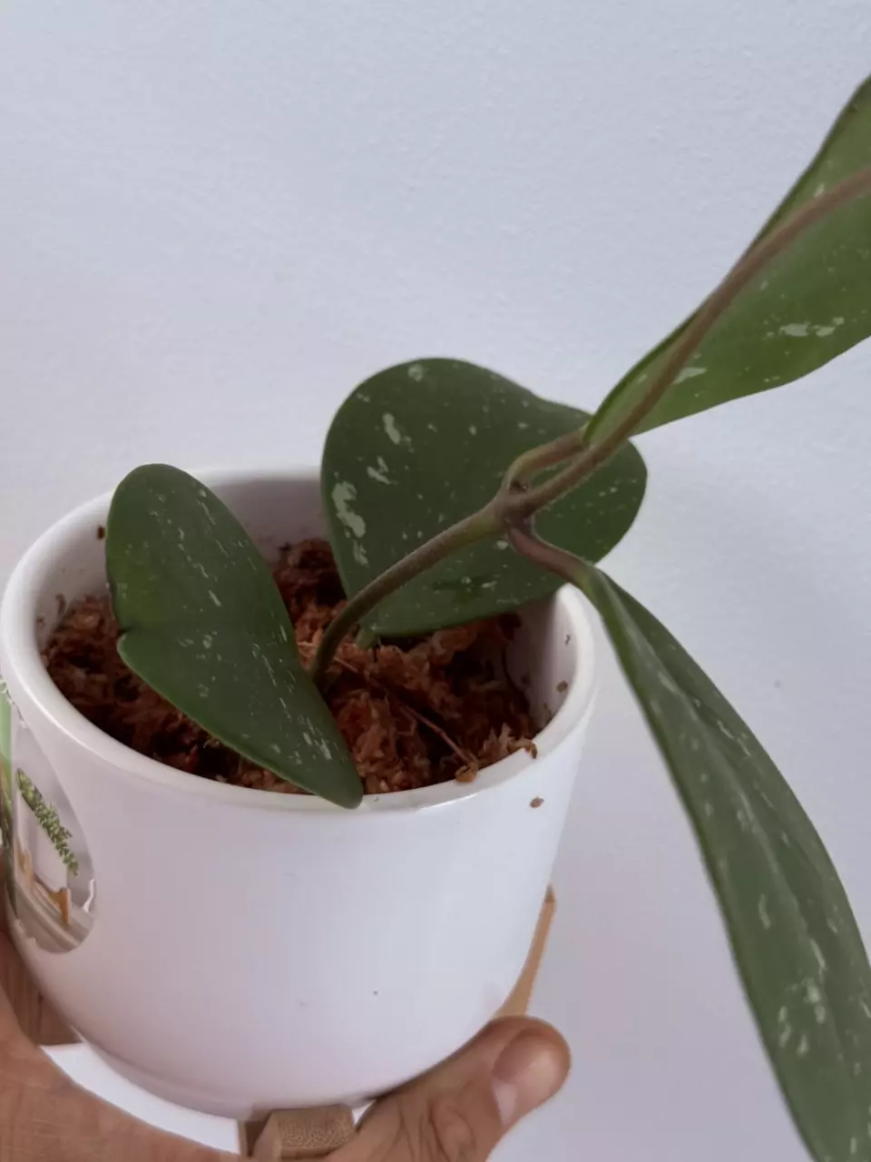 plant/Hoya Obavata splash cutting-1