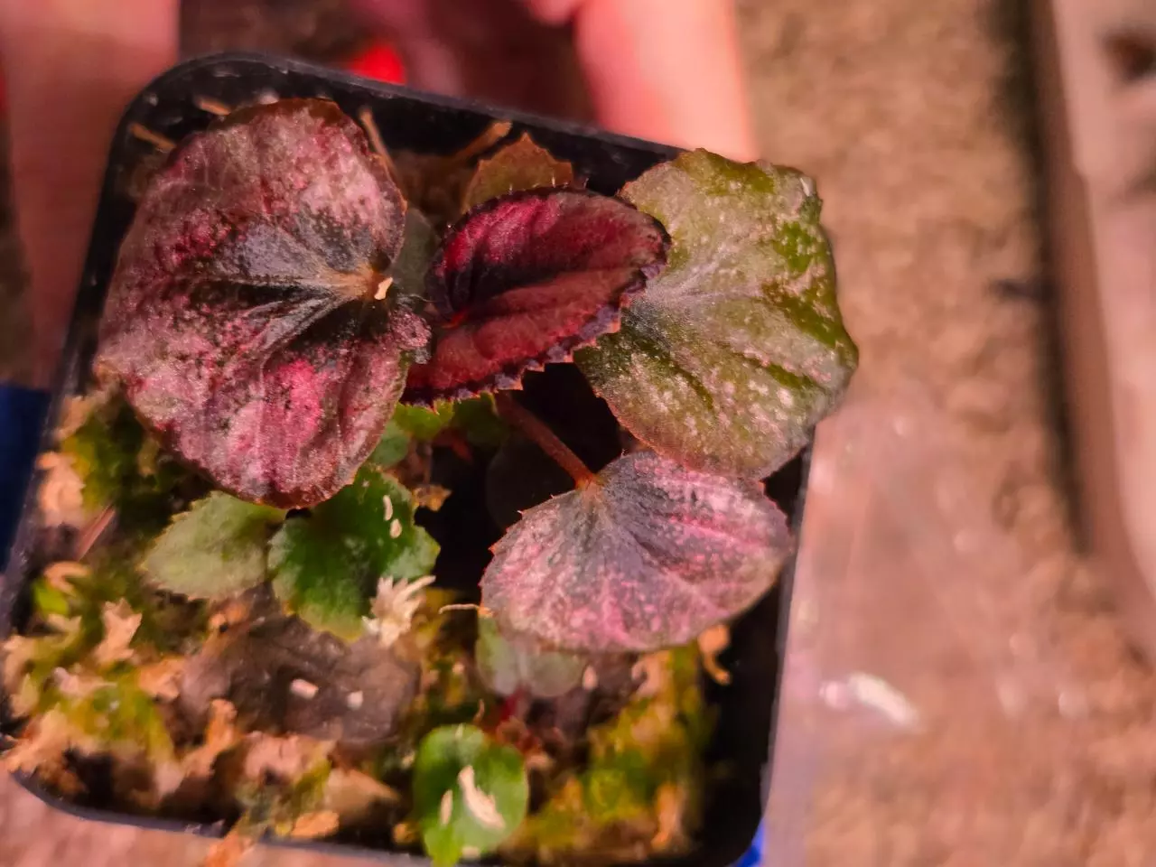 plant/Begonia No ID-6