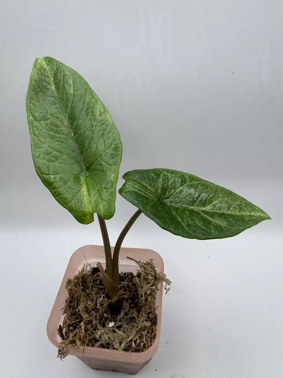 plant/Alocasia Scalprum Mint 0486-2