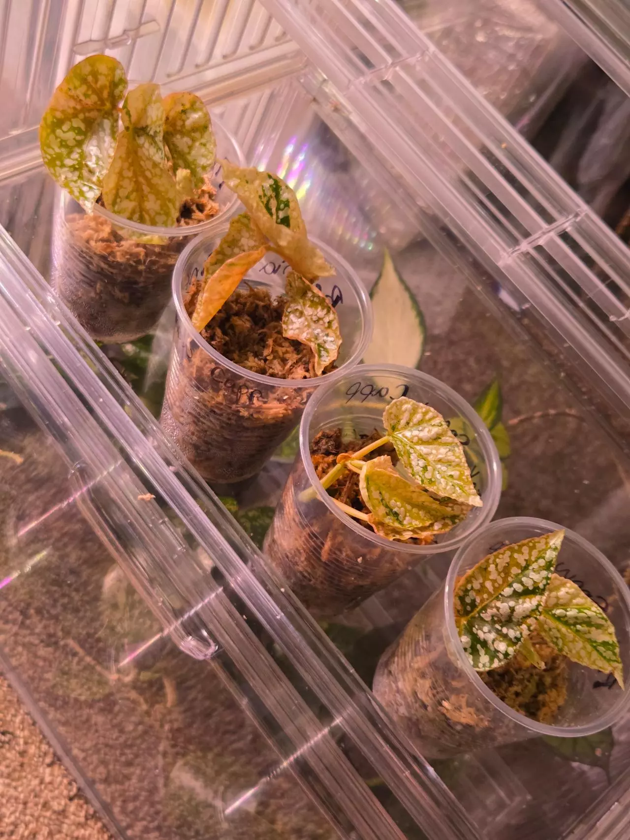 plant/Begonia Pink Varigated Snow Capp-3