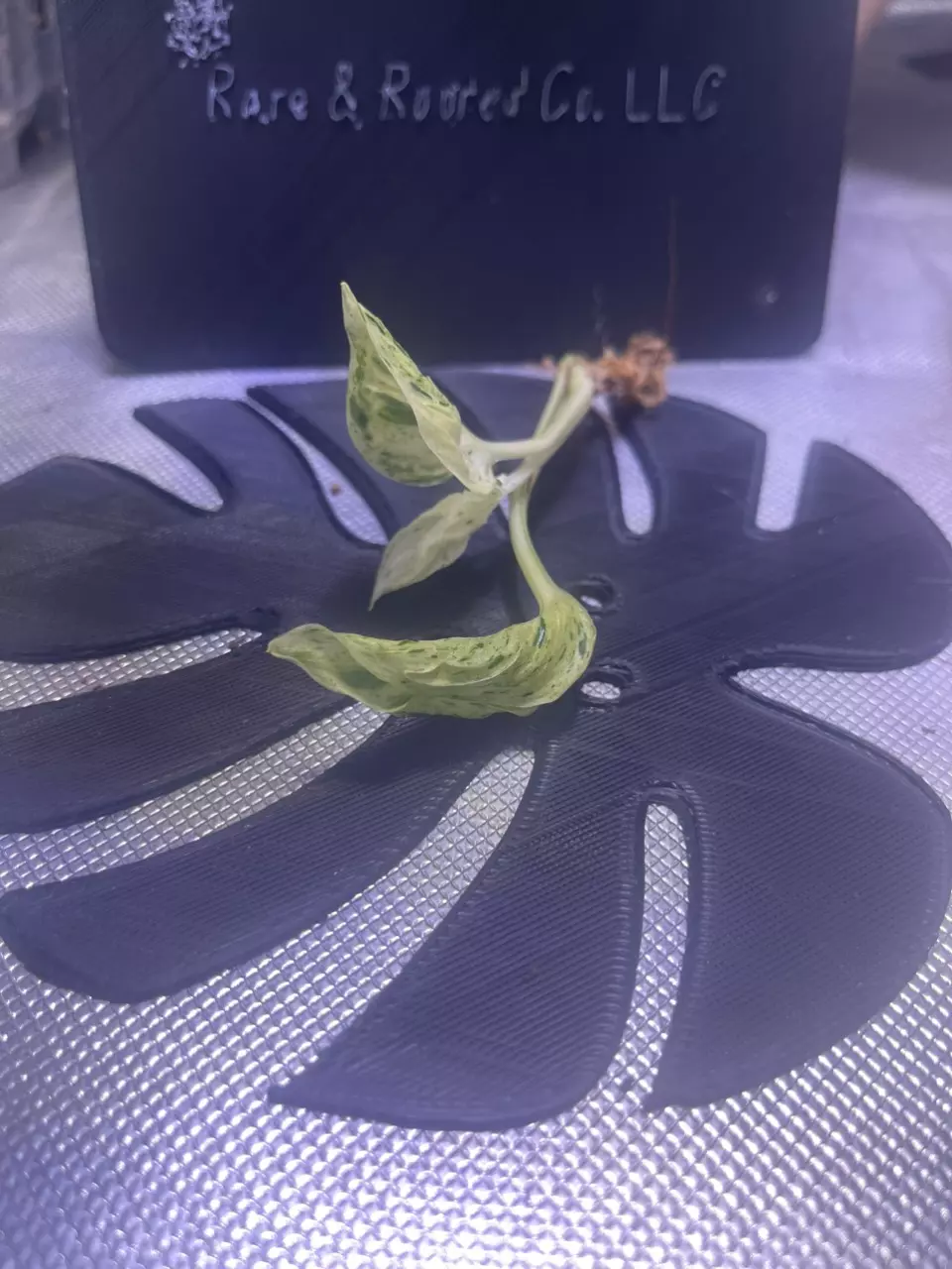 plant/Teruno Love Song-1