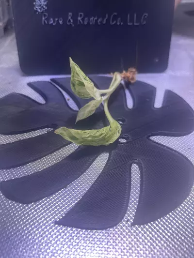 plant/Teruno Love Song-1-thumbnail