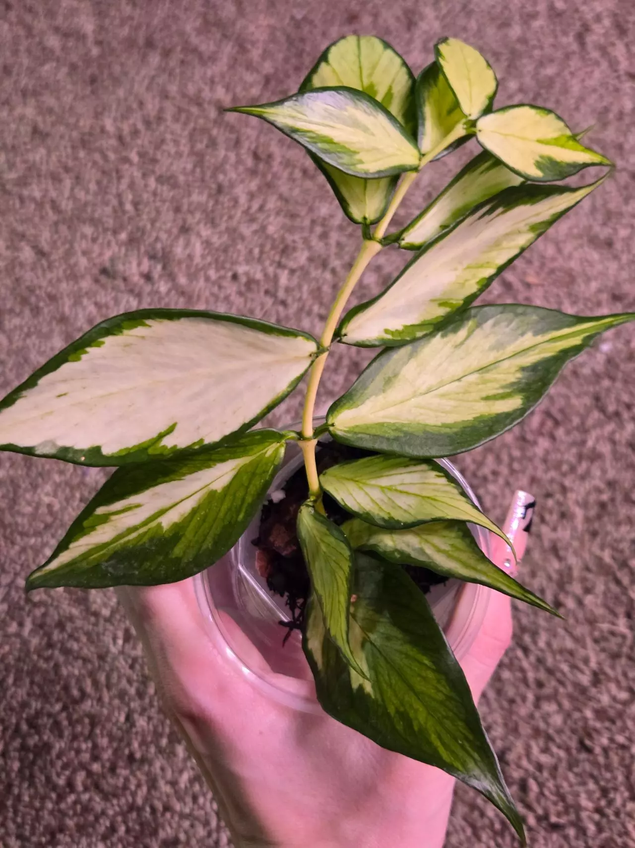 plant/Hoya Polyneura Varigated-1