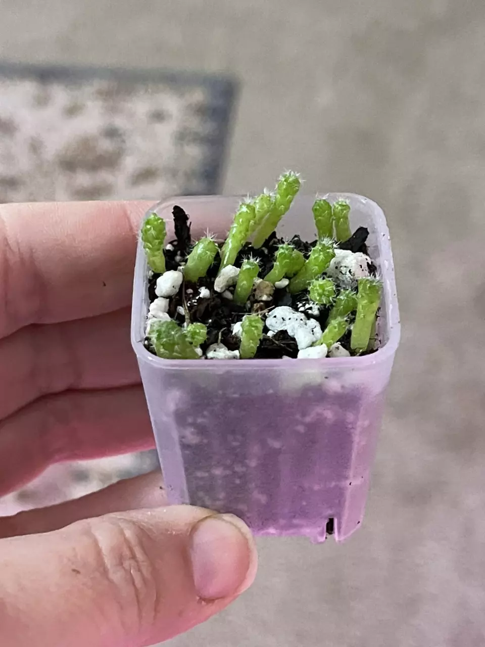 plant/Assorted Cactus seedlings-0
