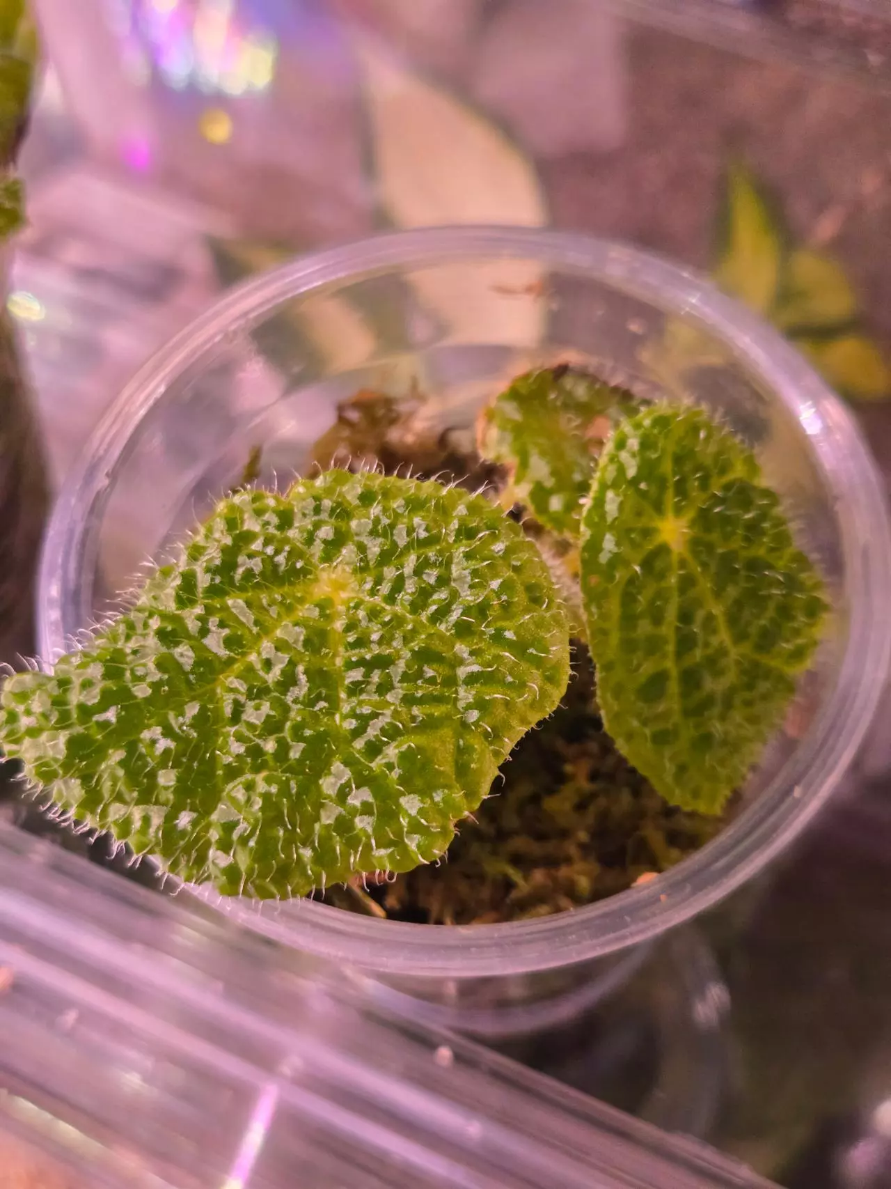 plant/Begonia Staudtii-0