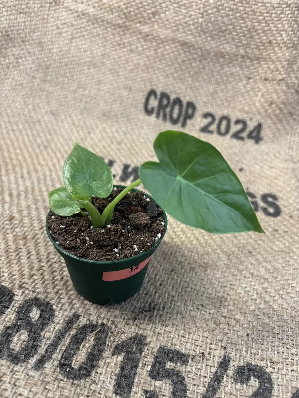 plant/Alocasia Gageana Aurea-1