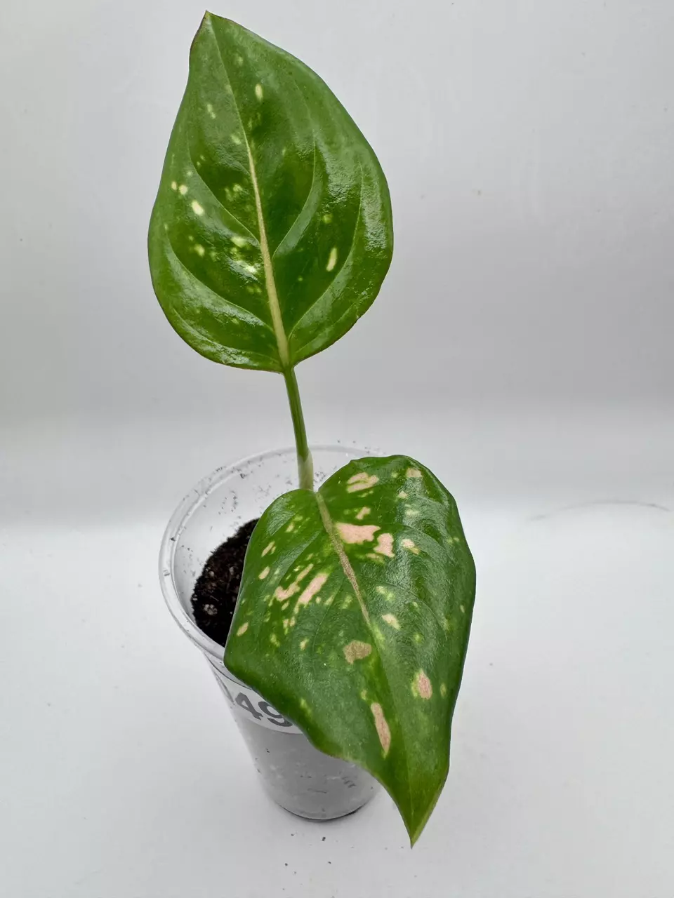 plant/Aglaonema Anyamanee Tricolor 0490-0