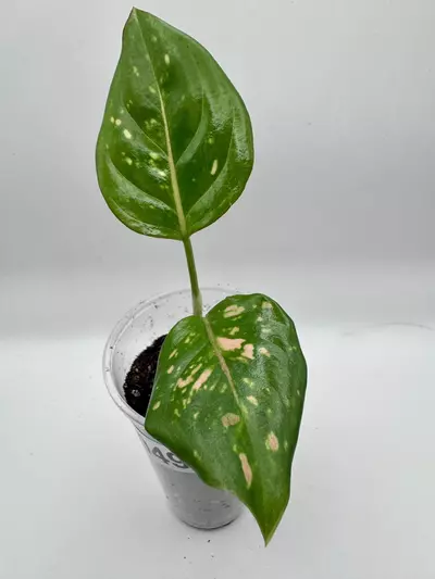 plant/Aglaonema Anyamanee Tricolor 0490-0-thumbnail