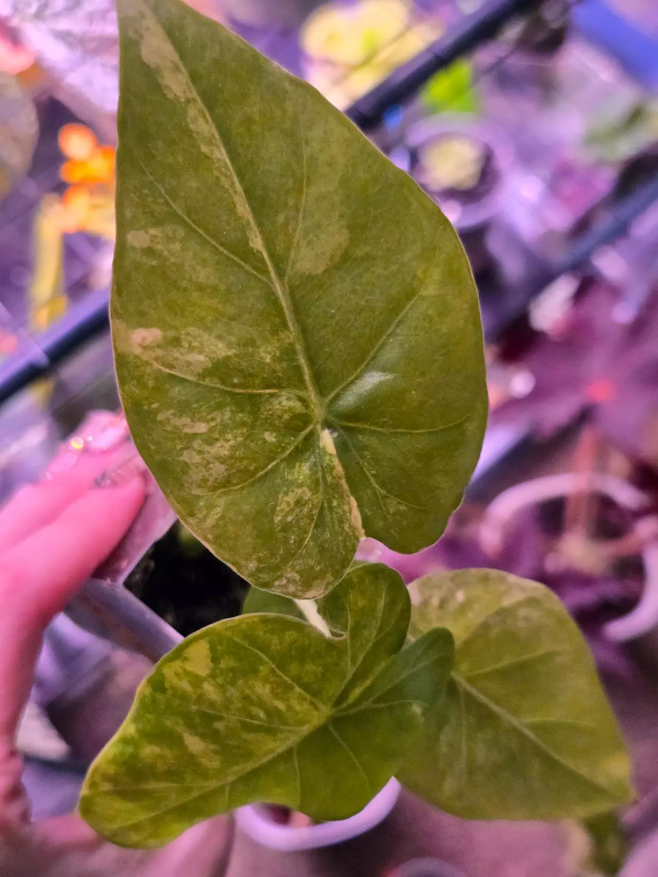 plant/Alocasia Gageana Aurea Pups-1