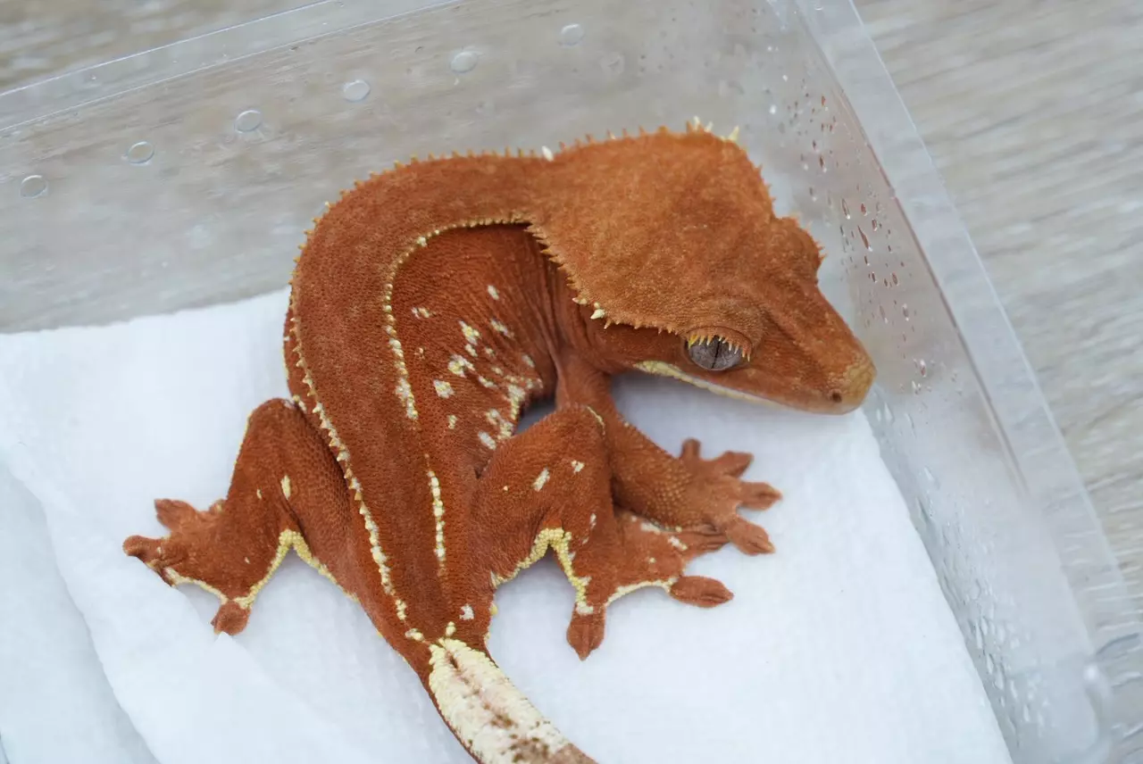 plant/280 Darth maul line red phantom female-1