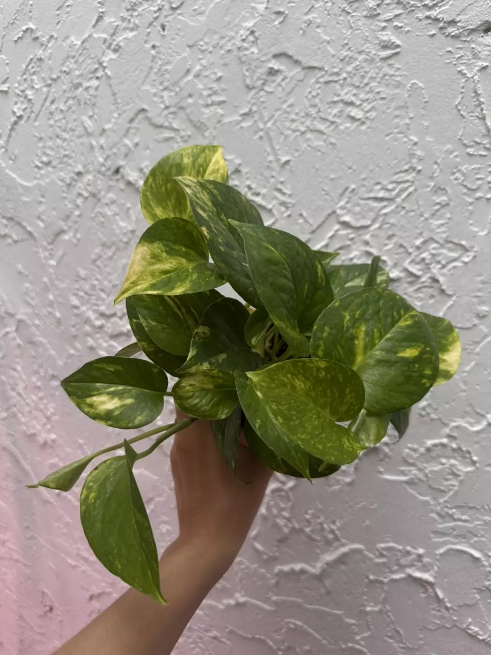plant/Hawaiian Pothos 4 Inch Pot - Epipremnum Aureum-1