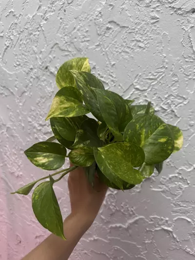 plant/Hawaiian Pothos 4 Inch Pot - Epipremnum Aureum-1-thumbnail
