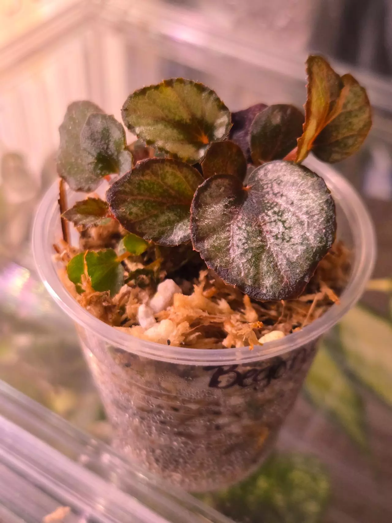 plant/Begonia Red Kiss-1