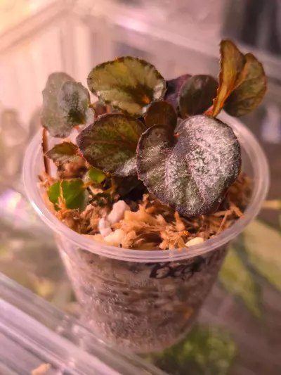 plant/Begonia Red Kiss-1-thumbnail