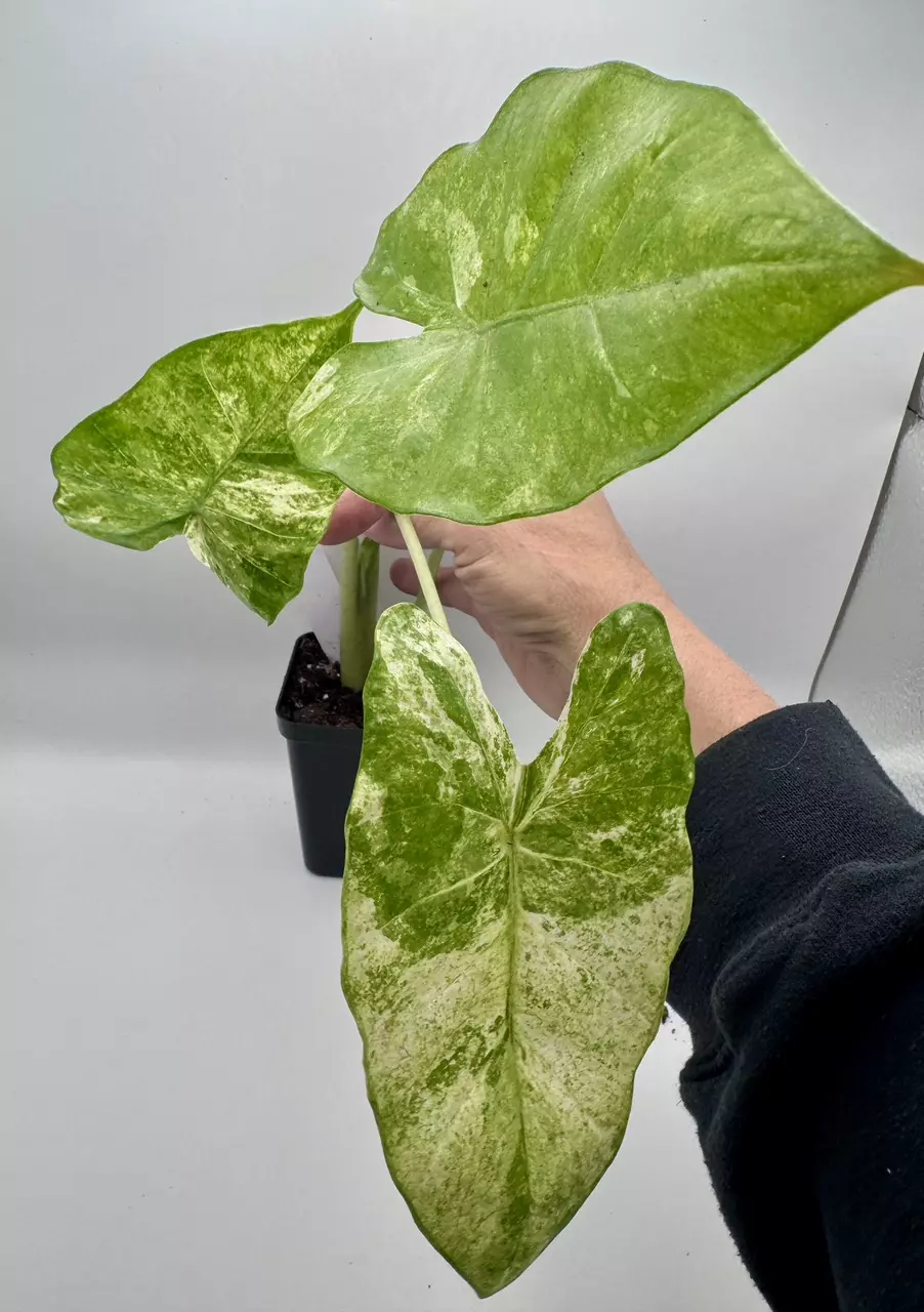 plant/Alocasia Macrorrhiza variegated 0489-0