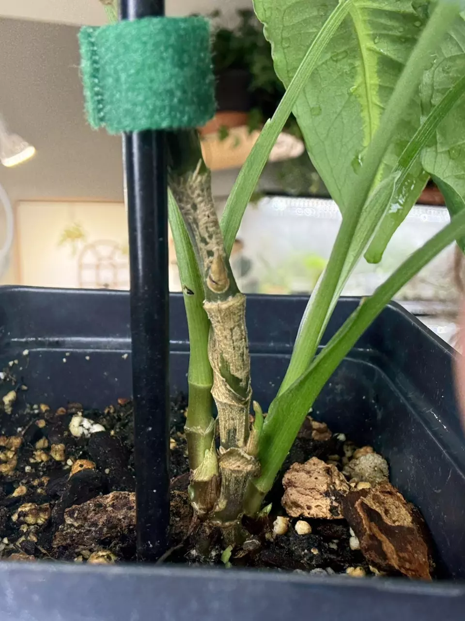 plant/Wendlandii syngonium-4