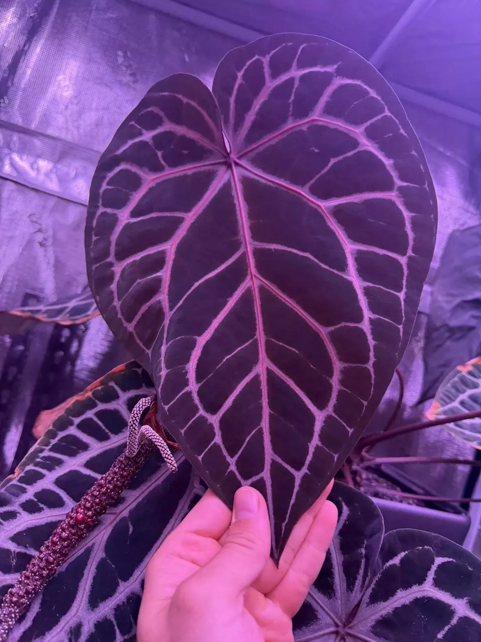 free_shipping/Red Crystallinum x Heinz-0