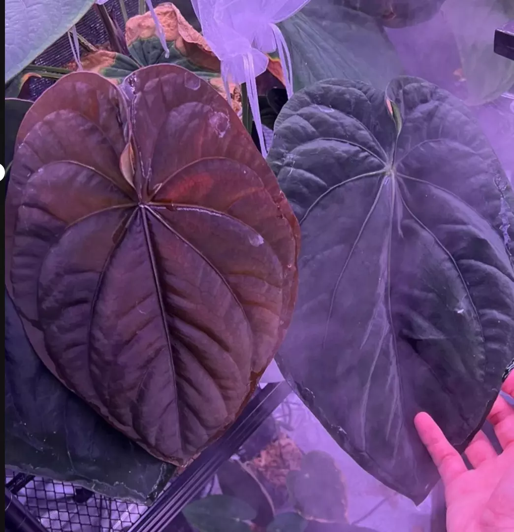 free_shipping/Dressleri F2 Dark Clone x Antolakii Dark Star Germinated Seed-1