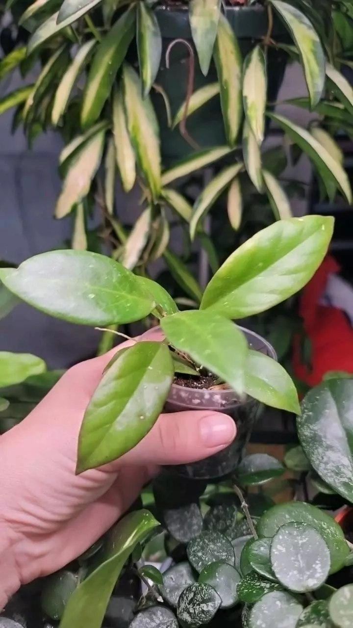 plant/Hoya Sunrise-0