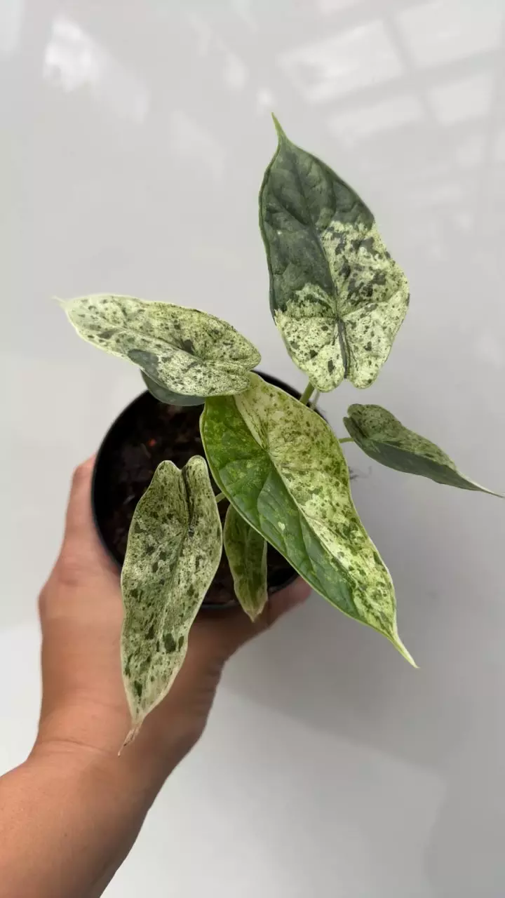 plant/129 Alocasia Dragon Scale Mint-1