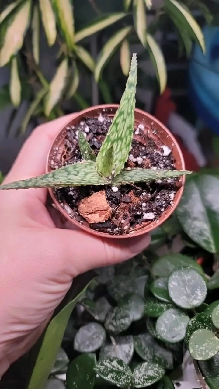 plant/🪴FREEBIE ADD-ON ONLY FOR FIRST TIME BUYERS🪴-0