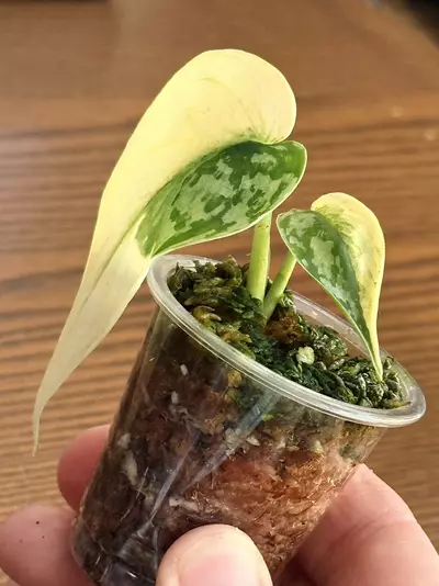 plant/Scindapsus Mayari— High Variegation-3-thumbnail