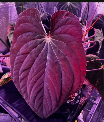 free_shipping/Dressleri F2 Dark Clone x Antolakii Dark Star Germinated Seed-0-thumbnail