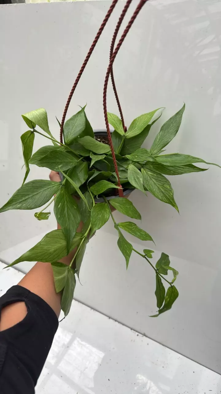 plant/133 Hoya Polyneura-0