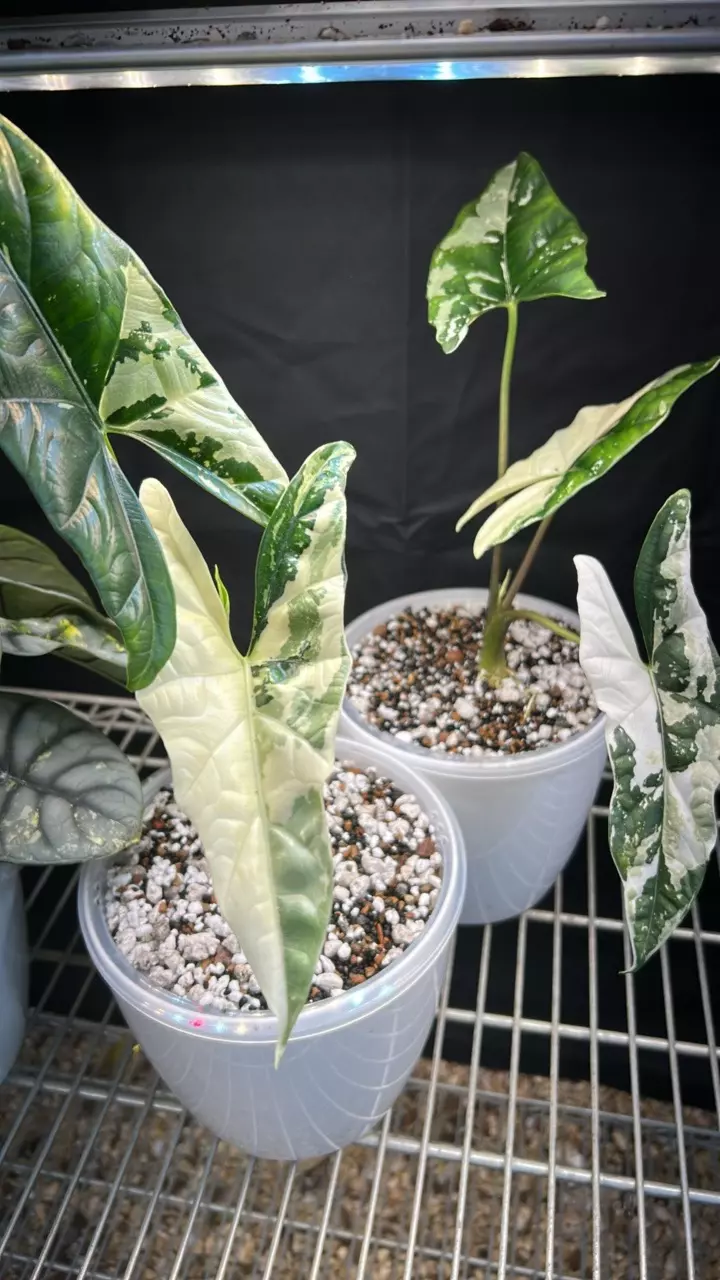 plant/Variegated Alocasia Simpo Corm + FREE Alocasia TC-0