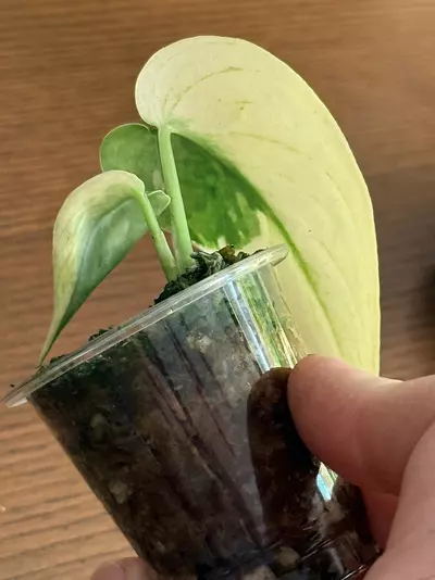 plant/Scindapsus Mayari— High Variegation-4-thumbnail